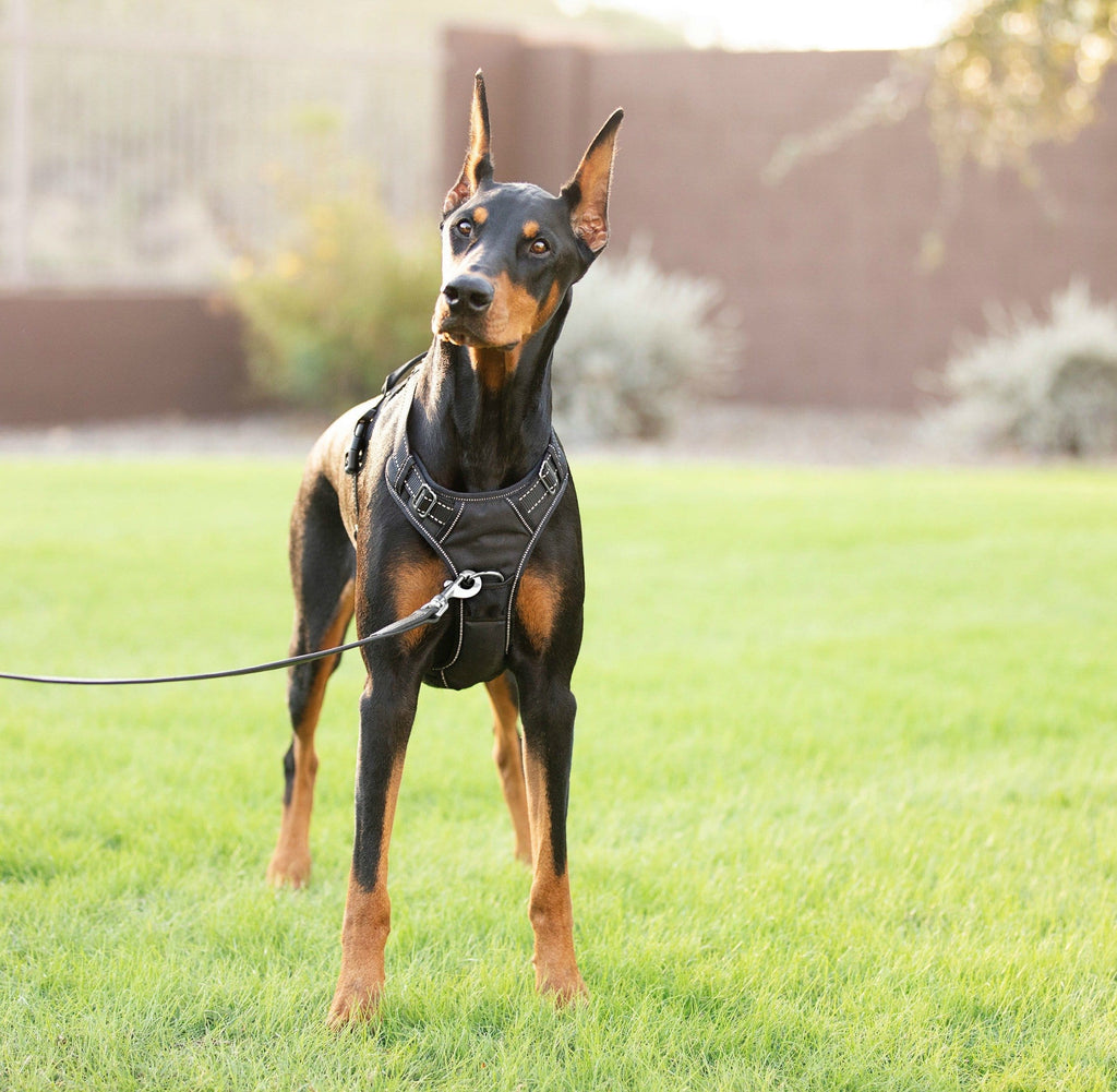 Dog Harness product image 9