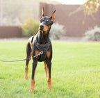 Dog Harness product image 9