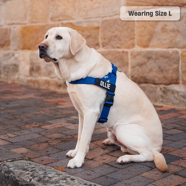 Adjustable Grab-Handle Dog Harness product image 43
