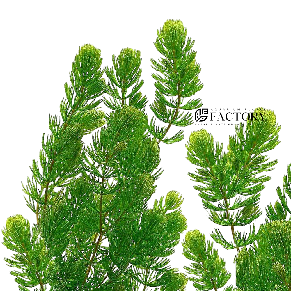Live Hornwort Aquarium Plant, Fresh-Cut Rootless Stems for Floating or Background Freshwater Growth source image 1