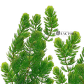 Live Hornwort Aquarium Plant, Fresh-Cut Rootless Stems for Floating or Background Freshwater Growth source image 1