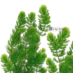 Live Hornwort Aquarium Plant, Fresh-Cut Rootless Stems for Floating or Background Freshwater Growth source image 1