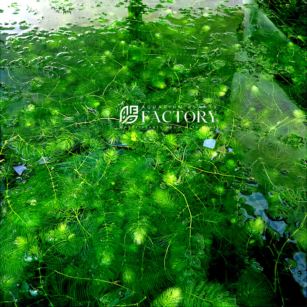 Live Hornwort Aquarium Plant, Fresh-Cut Rootless Stems for Floating or Background Freshwater Growth source image 3