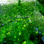 Live Hornwort Aquarium Plant, Fresh-Cut Rootless Stems for Floating or Background Freshwater Growth source image 3