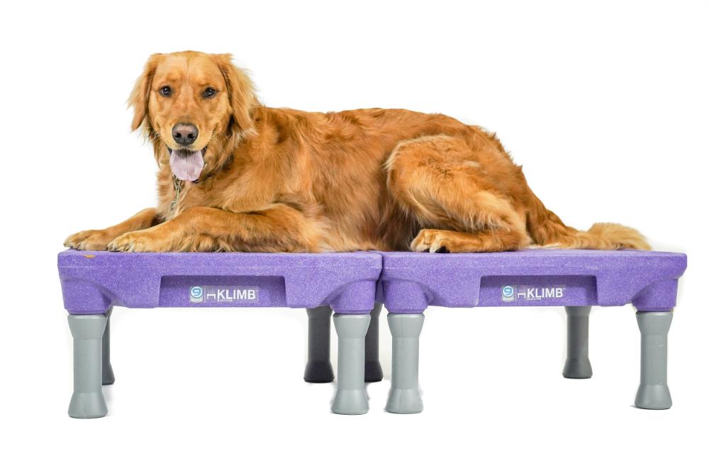 Elevated Dog Training Platform product image 5