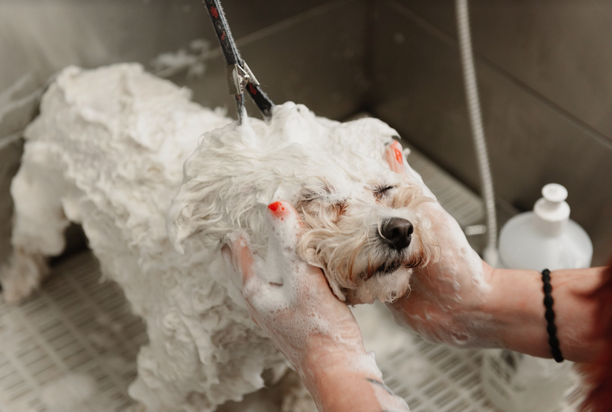Dog Shampoo product image 3