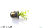 Live Dwarf Sagittaria Aquarium Plant product image 5