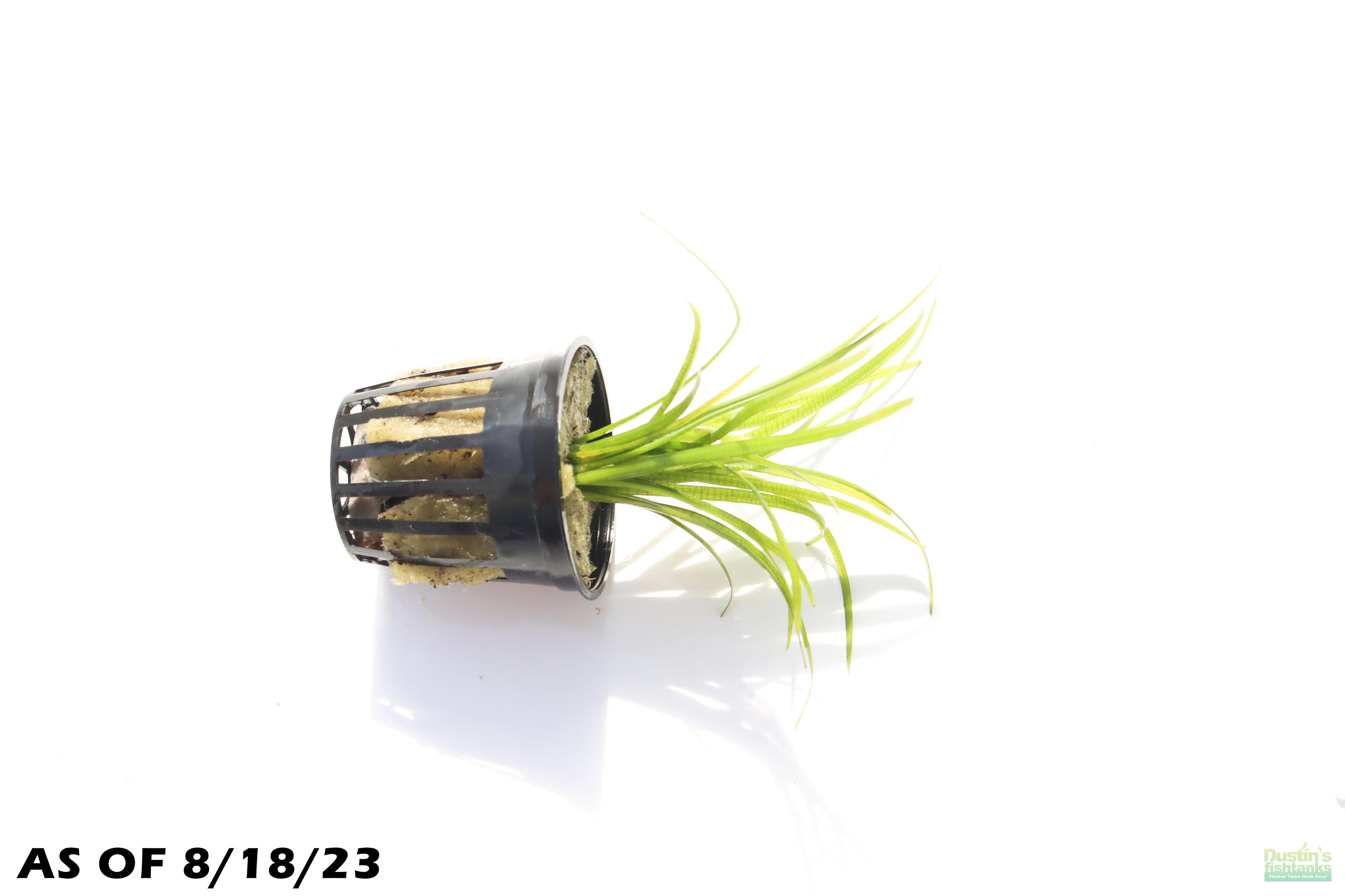 Live Dwarf Sagittaria Aquarium Plant product image 5