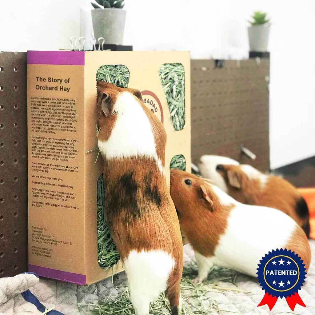 Orchard Hay Boxes for Small Pets product image 2