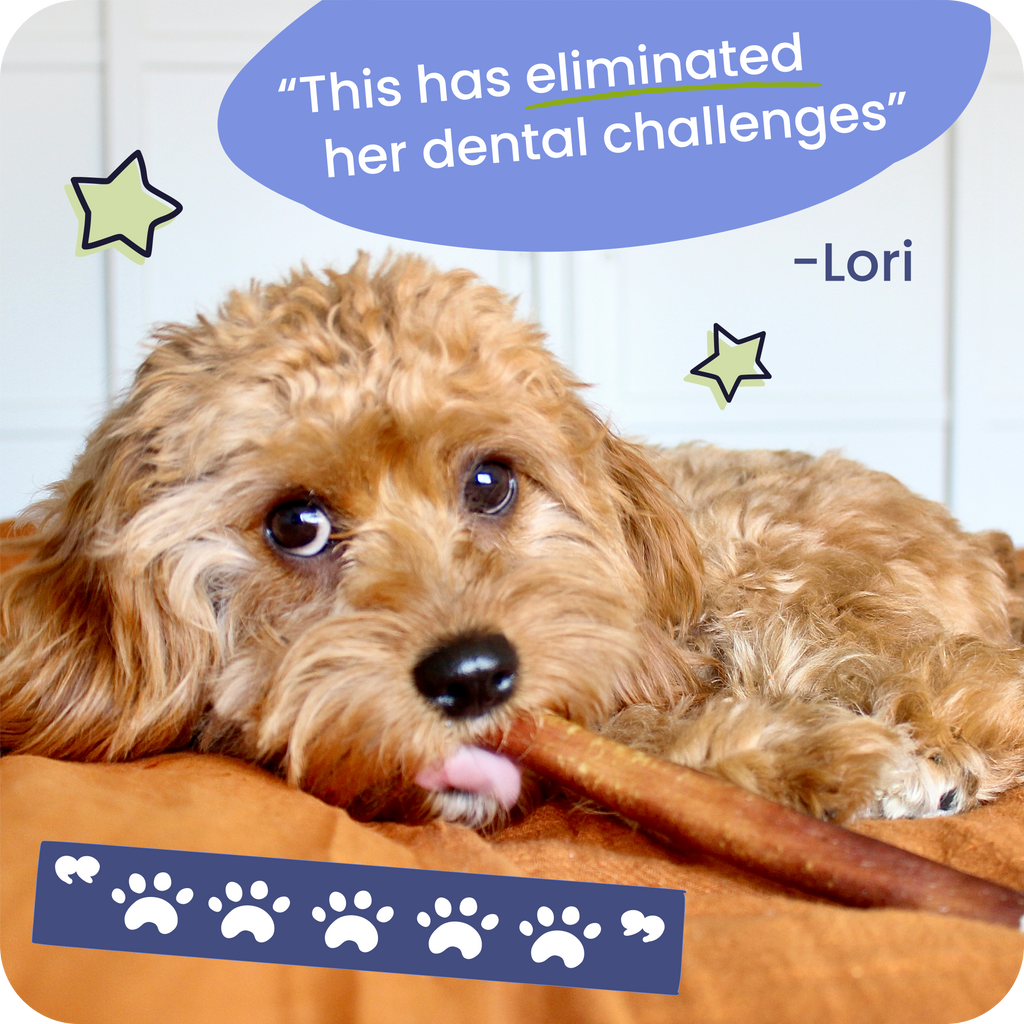 Dog lying on a brown cushion with a blue speech bubble and paw print graphic.