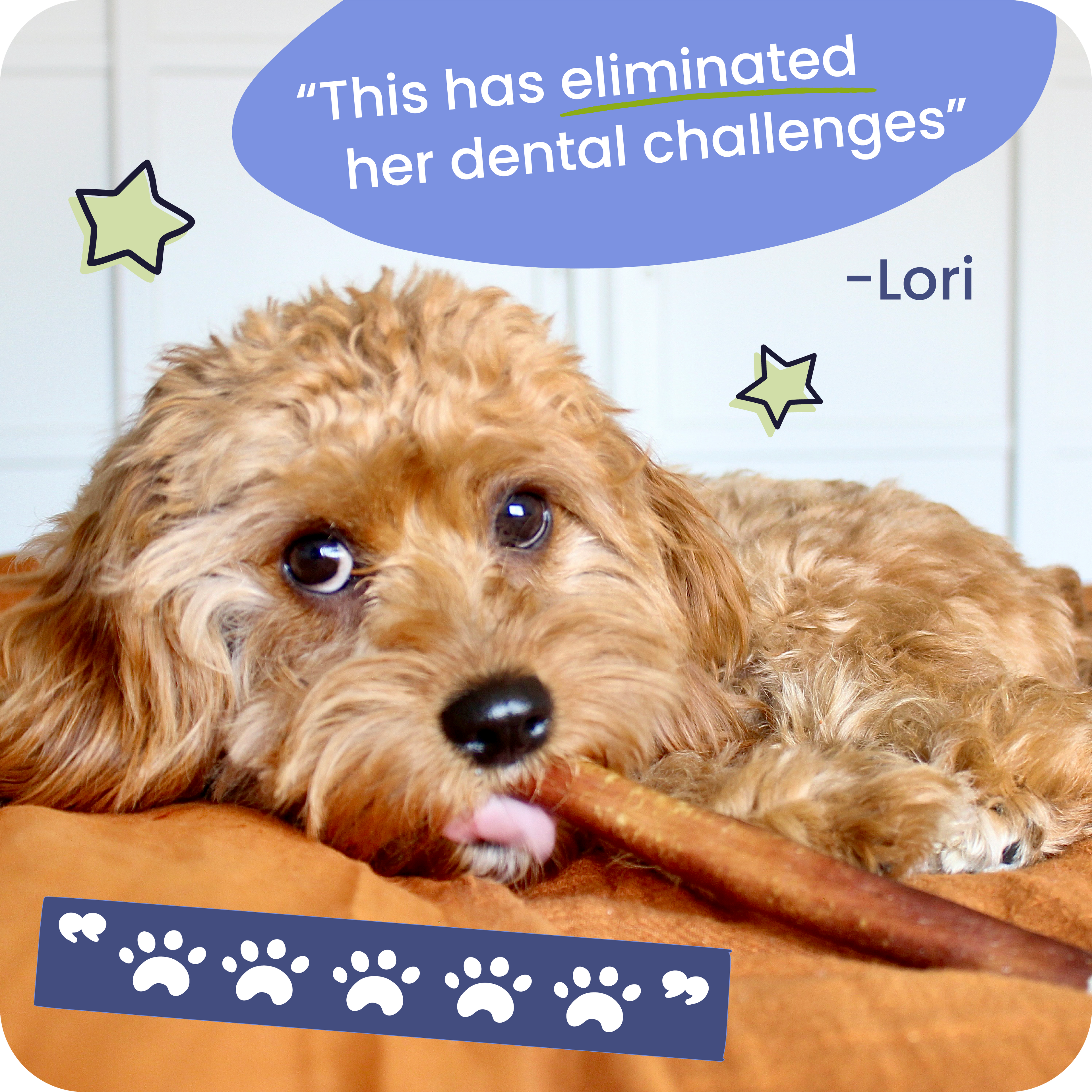 Dog lying on a brown cushion with a blue speech bubble and paw print graphic.