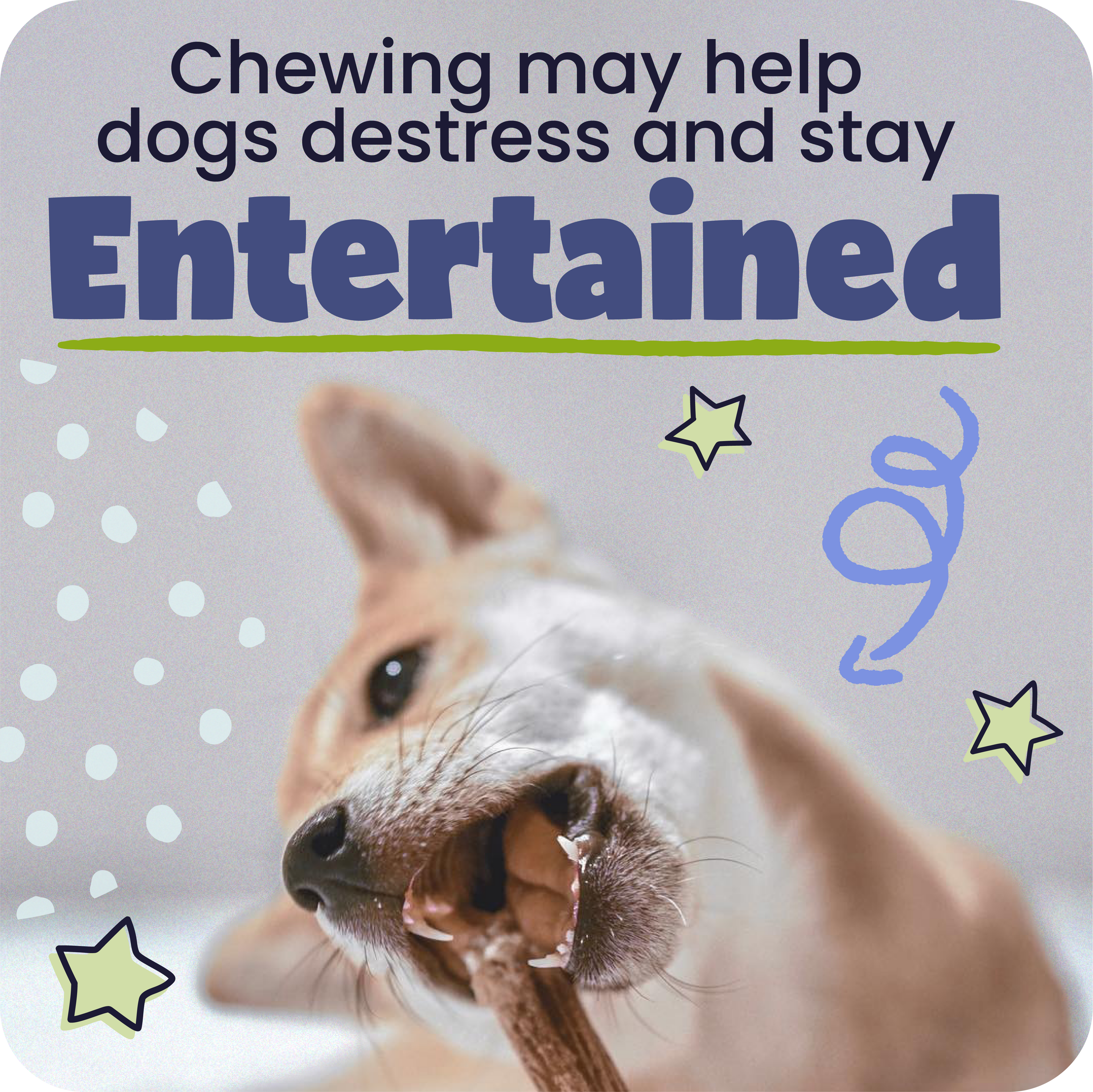 Dog chewing on a treat with text about chewing helping dogs distress and stay entertained.