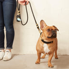 Dog Waste Bag Holder product image 5