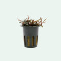 Live Aquarium Plant product image 1