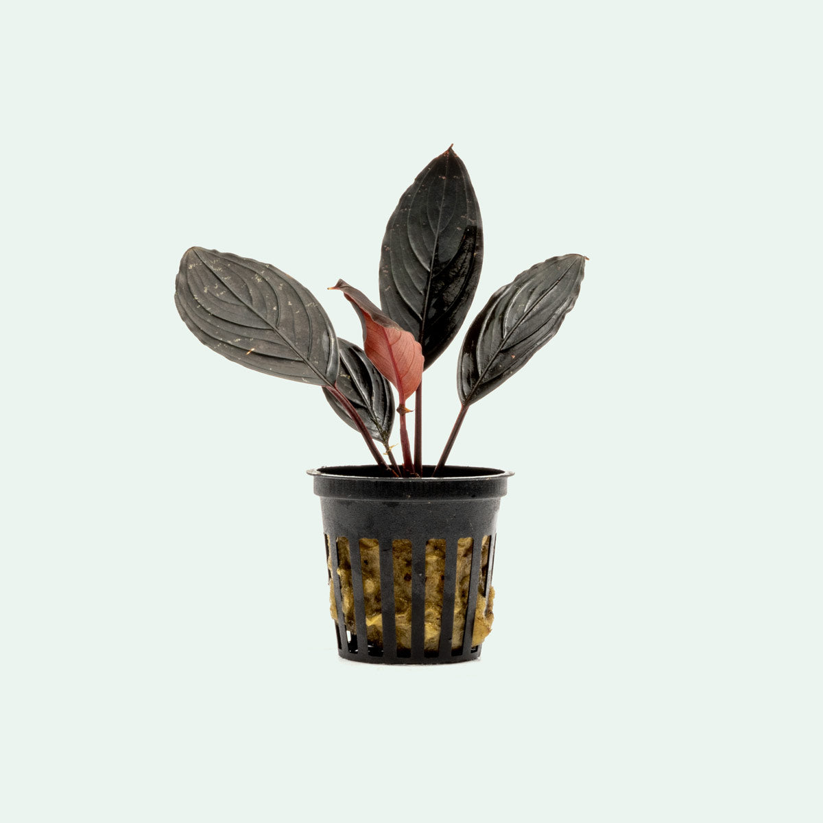 Live Aquarium Plant product image 1
