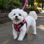 dog harnesses for small dogs
