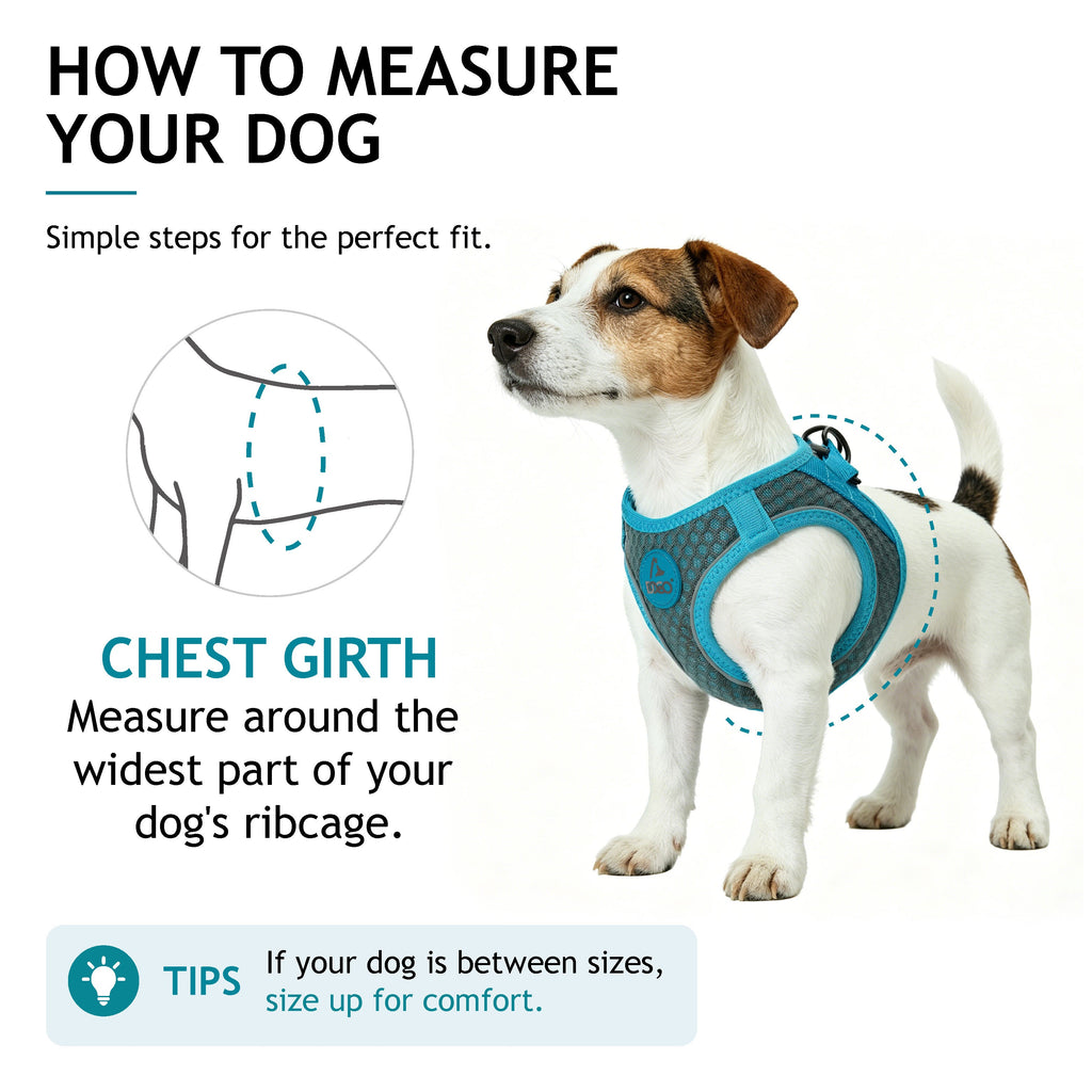 dog harnesses for small dogs