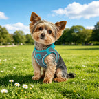 dog harnesses for small dogs