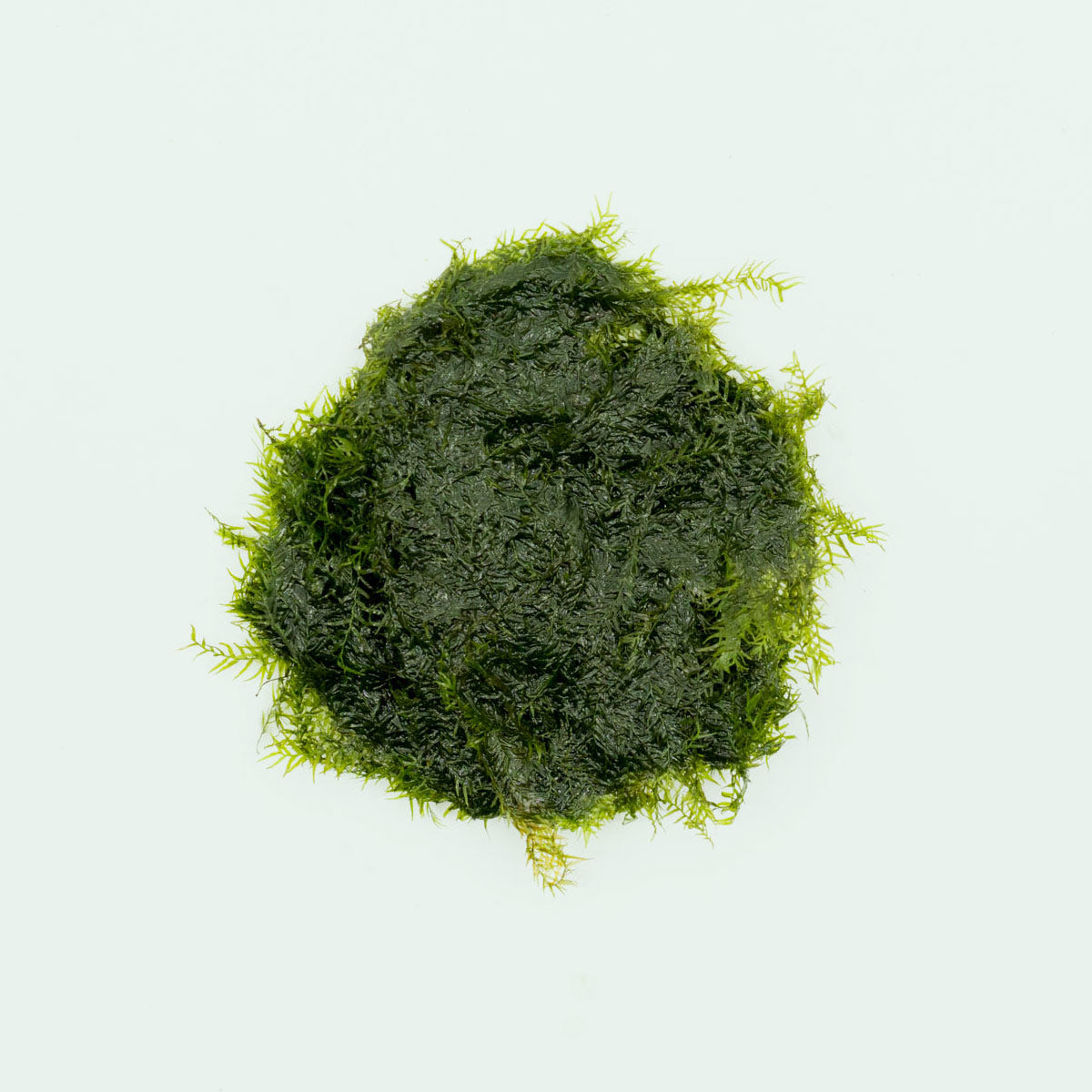 Live Aquarium Moss product image 1