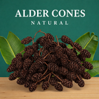 Aquarium Alder Cones product image 3
