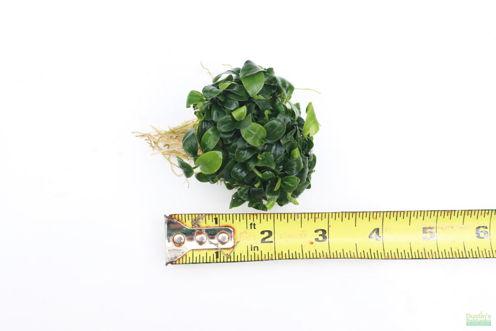 Live Anubias Nana Petite Aquarium Plant product image 56