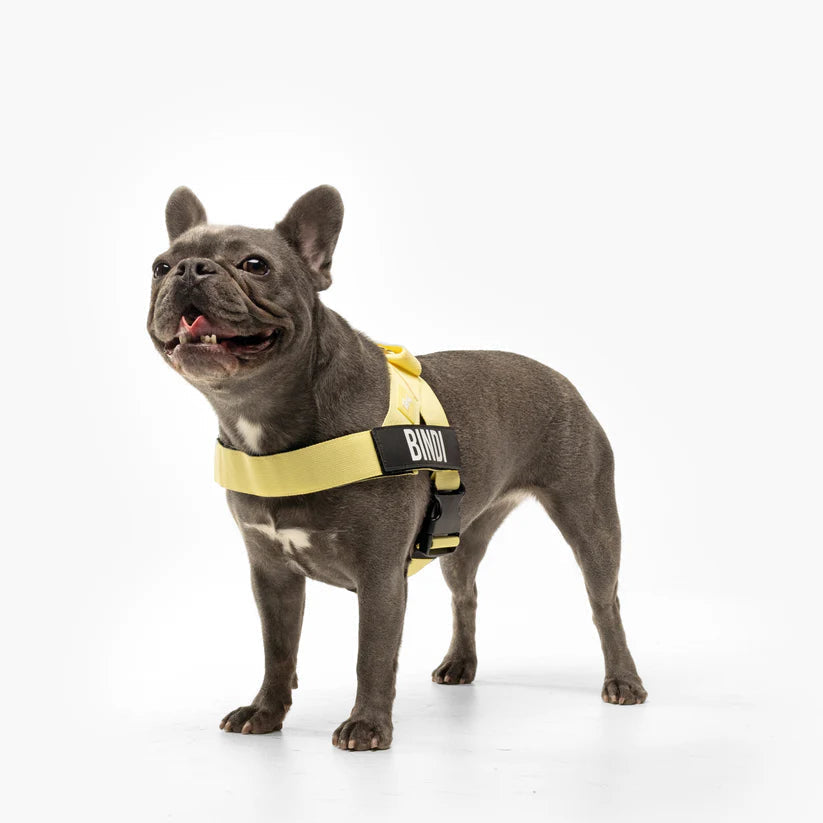 Adjustable Grab-Handle Dog Harness product image 27