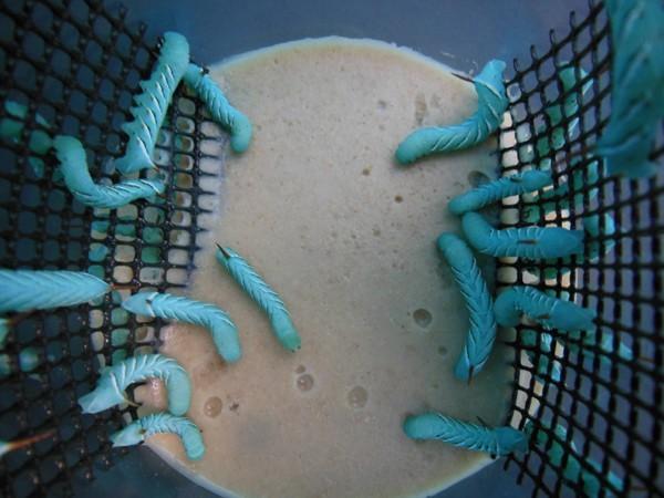Live Hornworm Reptile Feeders product image 1