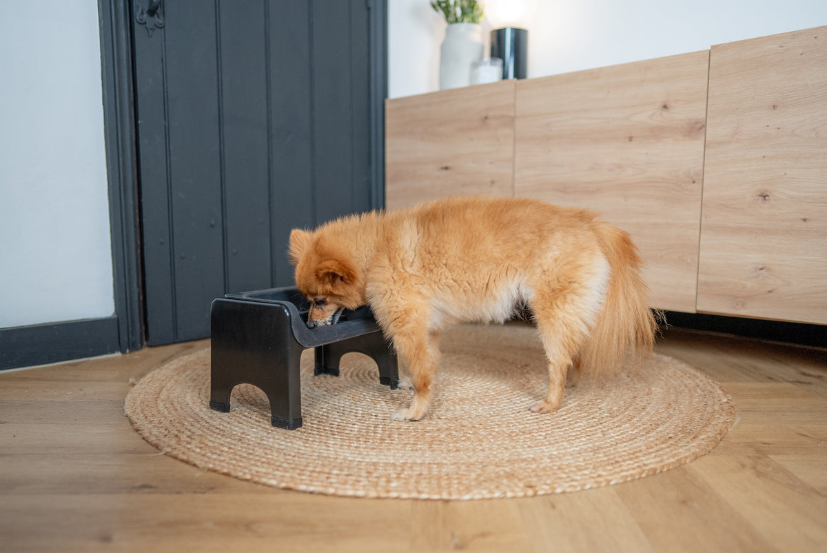 Elevated Pet Slow Feeder Bowl Set product image 6