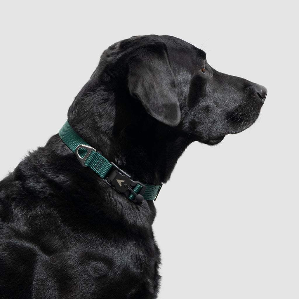 Adjustable Lightweight Dog Collar product image 4