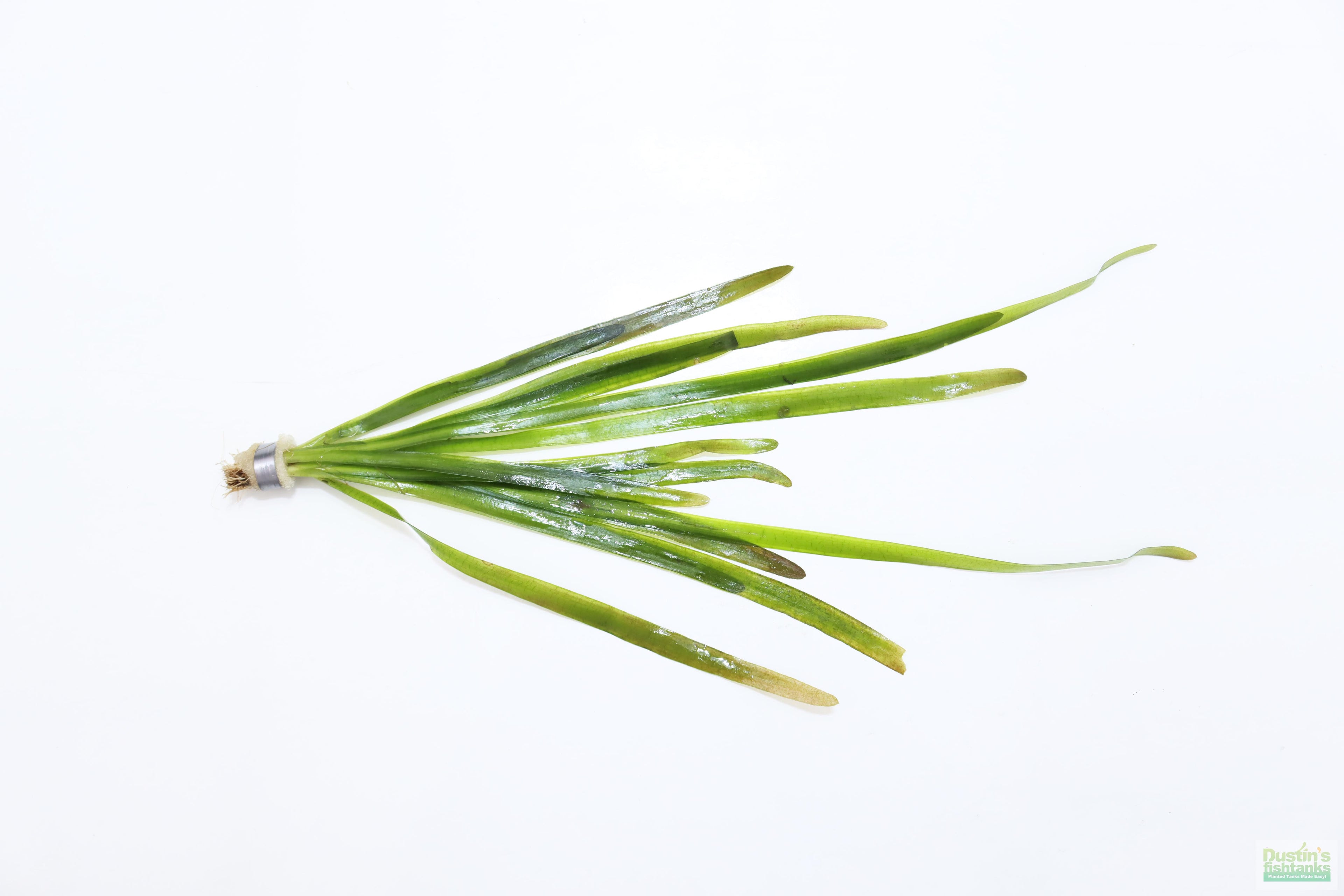 Live Jungle Vallisneria Aquarium Plant product image 1