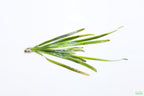 Live Jungle Vallisneria Aquarium Plant, Default Title