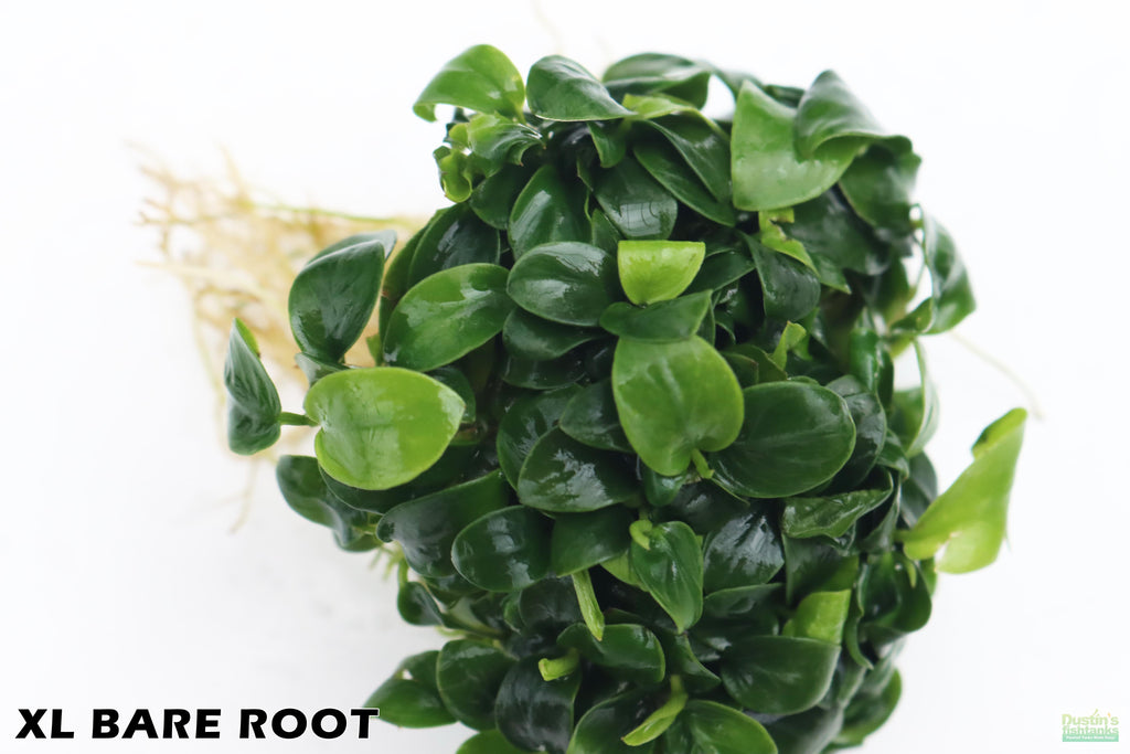 Live Anubias Nana Petite Aquarium Plant product image 6