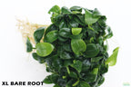 Live Anubias Nana Petite Aquarium Plant product image 6