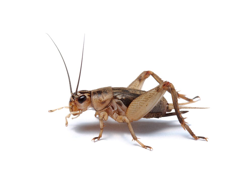 Live Banded Cricket Feeder Insects product image 8
