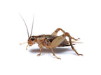 Live Banded Cricket Feeder Insects product image 8