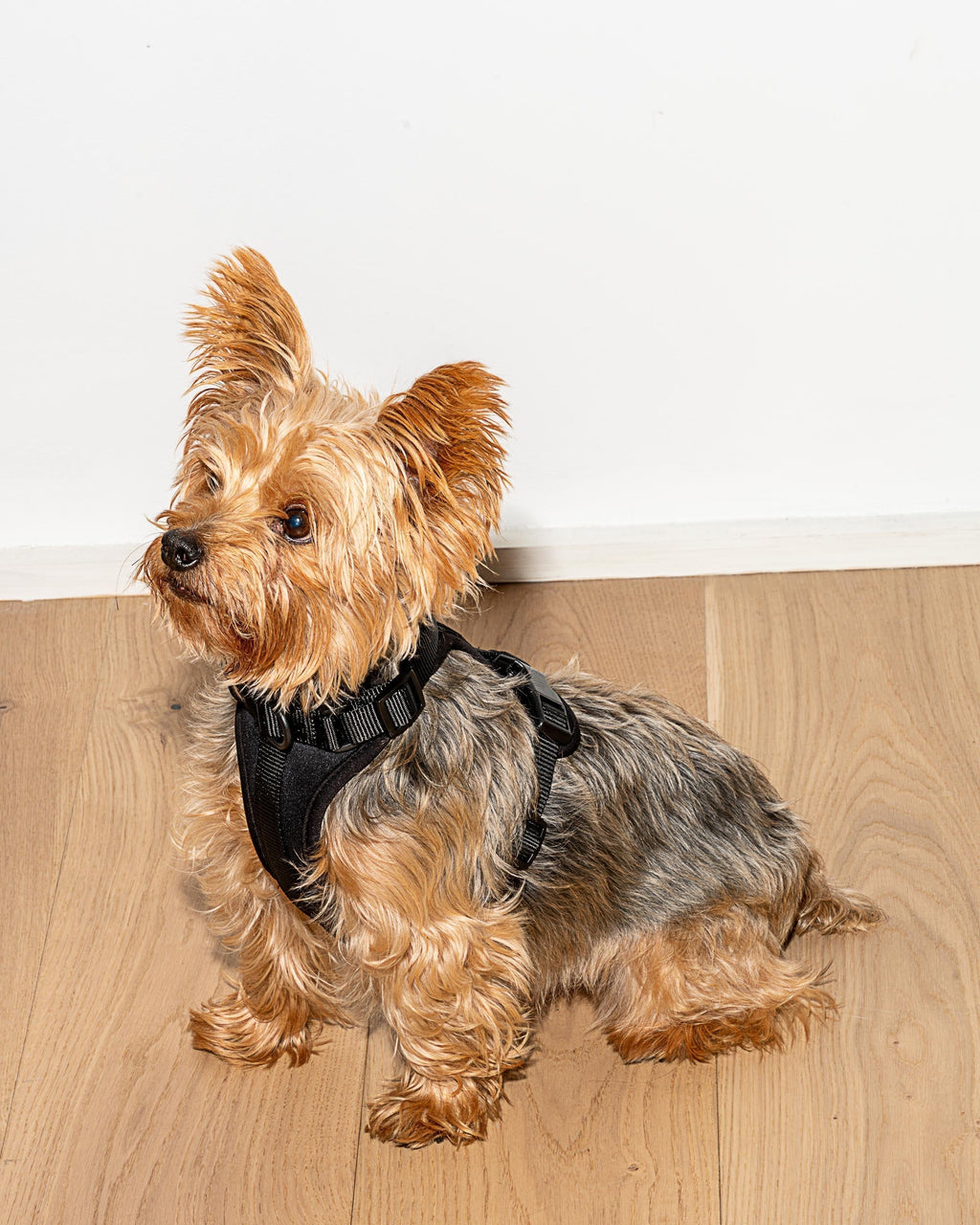 Cushioned No-Pull Dog Harness product image 48