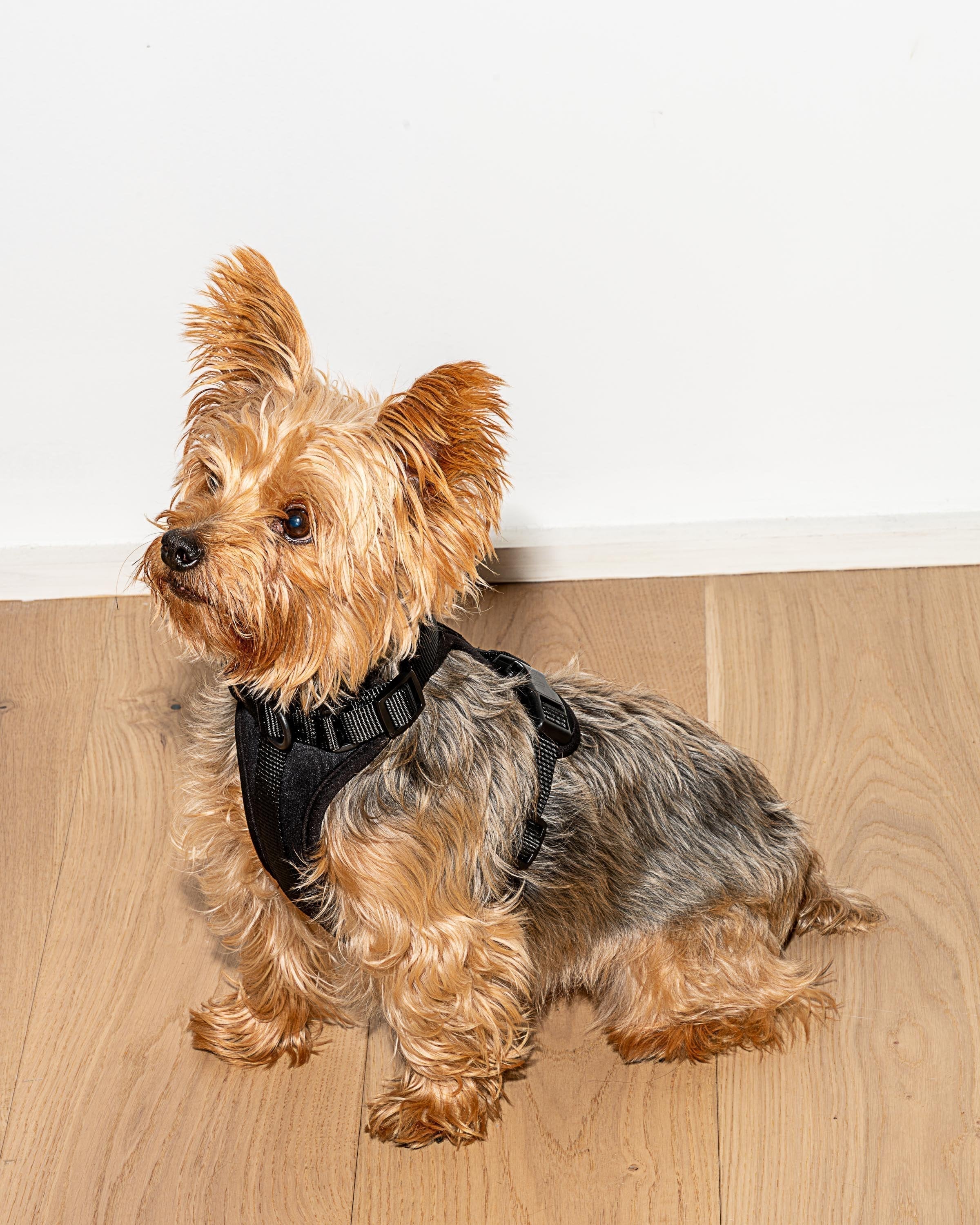 Cushioned No-Pull Dog Harness product image 48