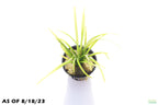 Live Dwarf Sagittaria Aquarium Plant product image 4