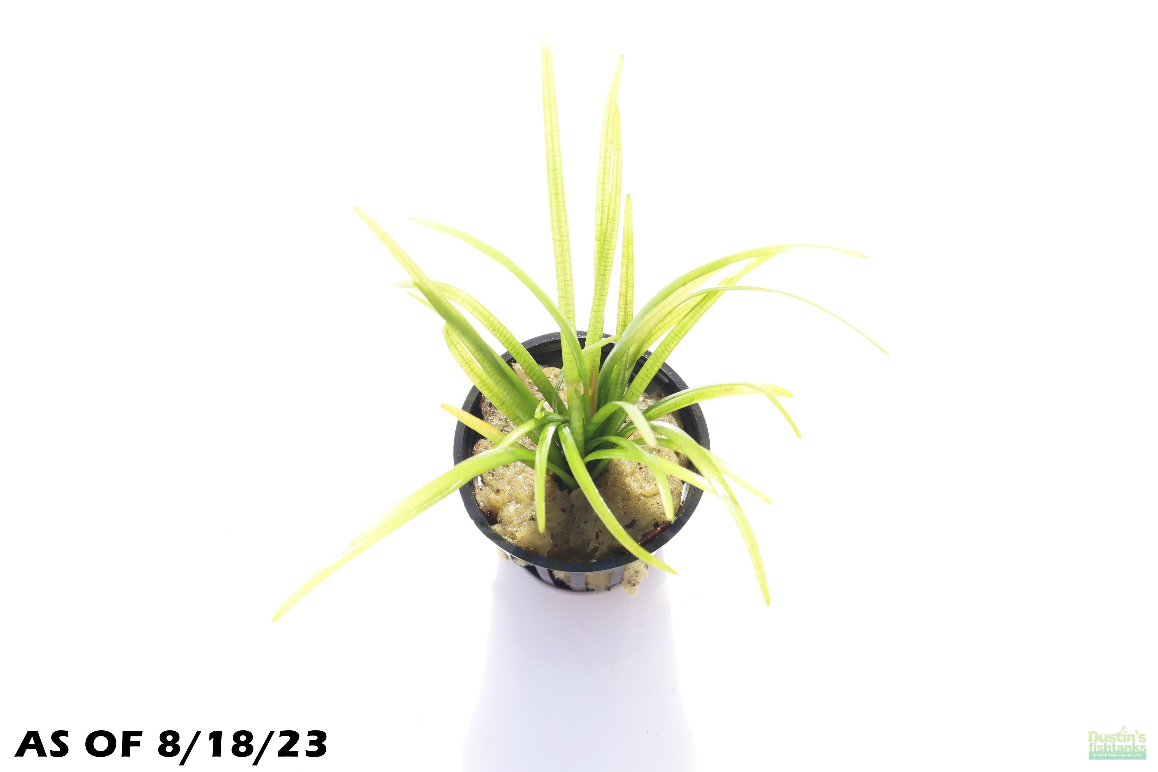 Live Dwarf Sagittaria Aquarium Plant product image 4