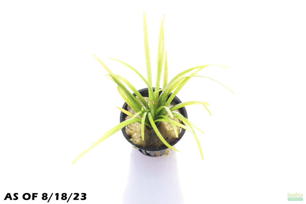 Live Dwarf Sagittaria Aquarium Plant, Potted