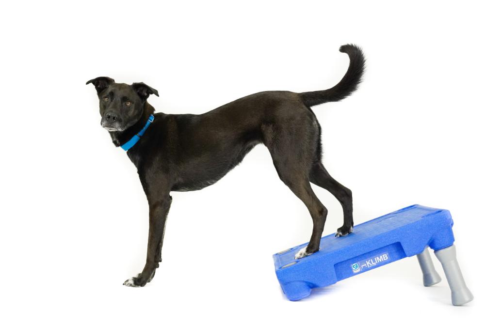 Elevated Dog Training Platform product image 6