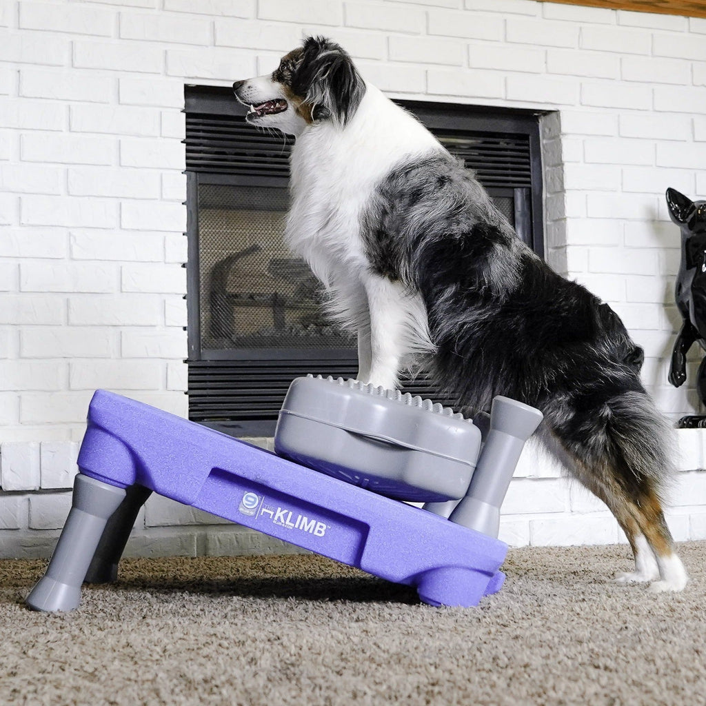 Elevated Dog Training Platform product image 4