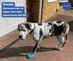 Breathable Rubber Dog Boots product image 18