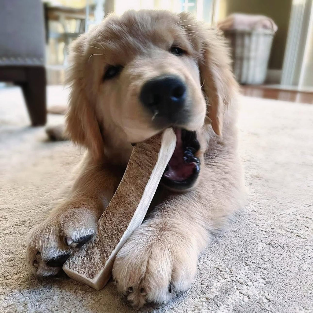 Moose Antler Paddle Dog Chew product image 4