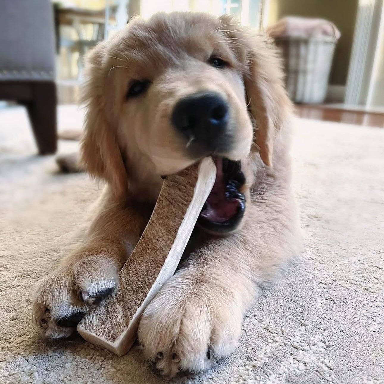 Moose Antler Paddle Dog Chew product image 4