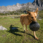 Dog Disc Toy product image 2
