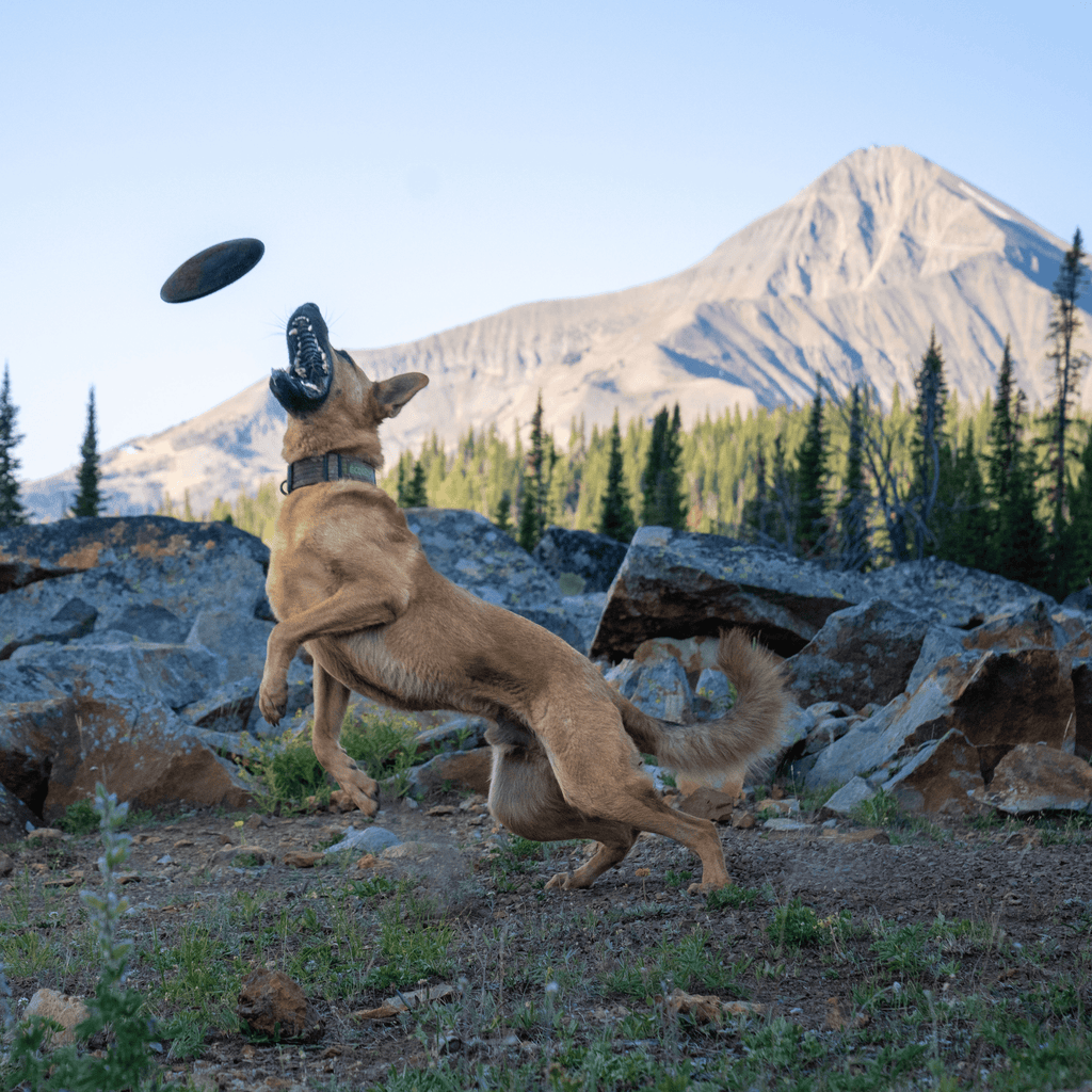 Dog Disc Toy product image 3