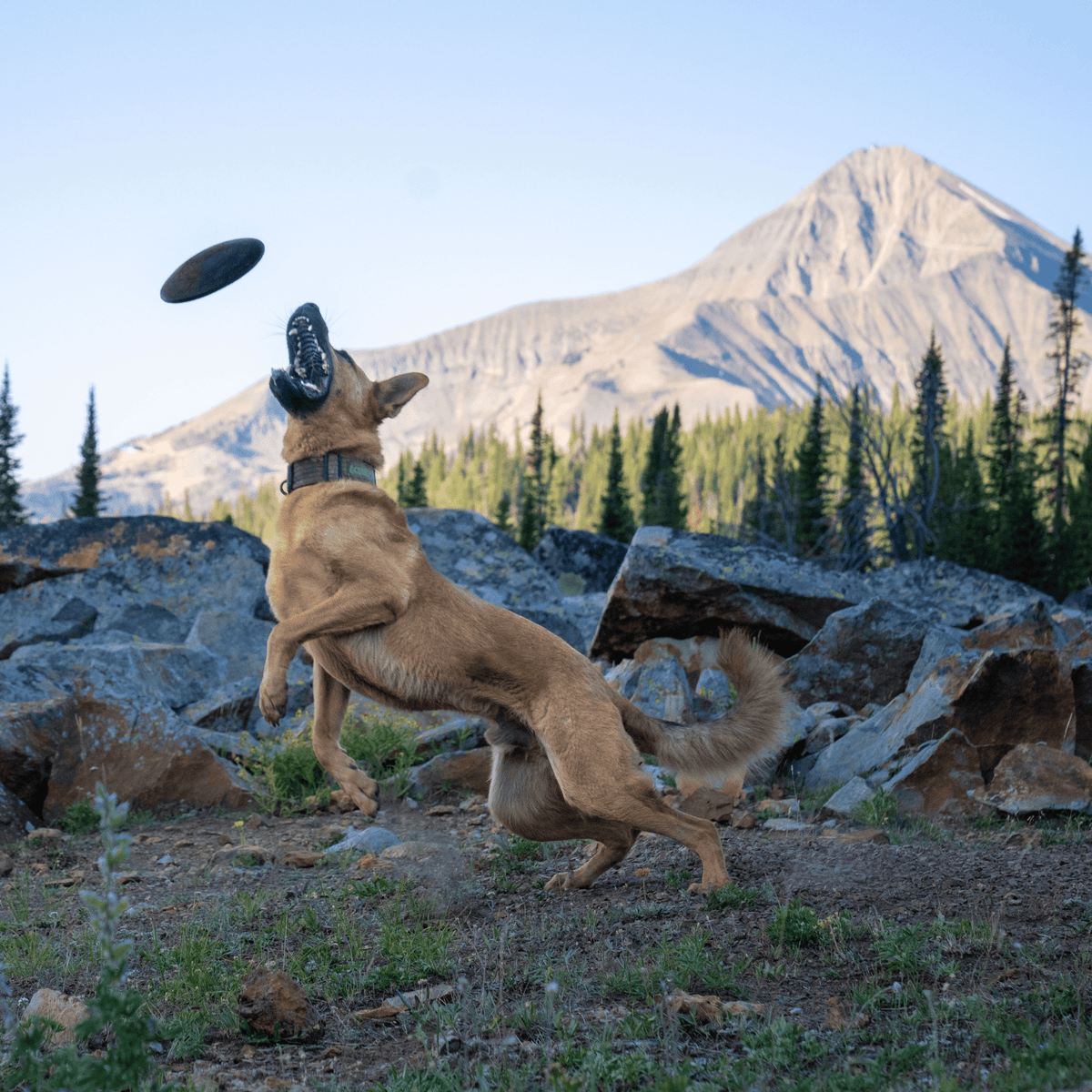 Dog Disc Toy product image 3