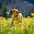 Dog Disc Toy product image 4