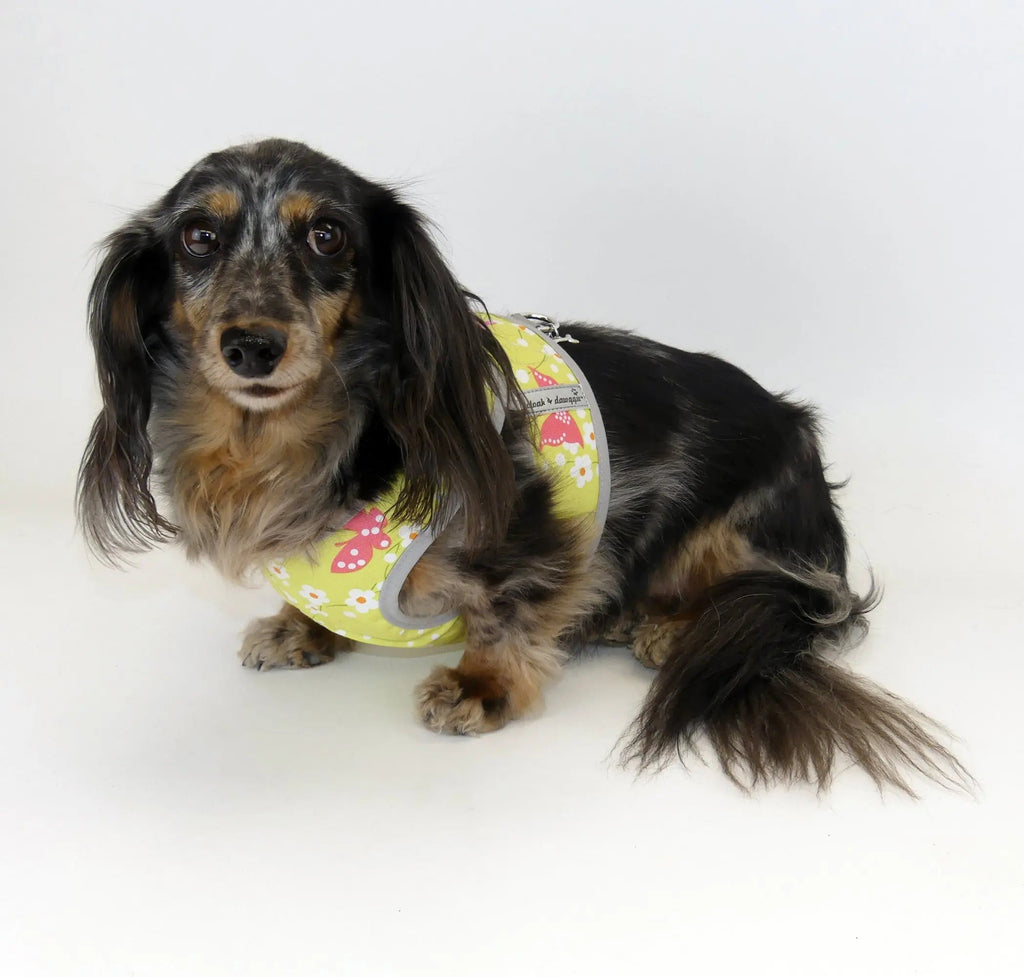 Small Dog Step-In Harness product image 1